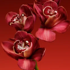 Calvin Klein My Euphoria -Guerlain Soldes calvin klein my euphoria eau de parfum pour femme 3