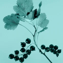 Tiffany & Co. Tiffany & Co. Sheer -Guerlain Soldes tiffany co tiffany co sheer eau de toilette pour femme 2