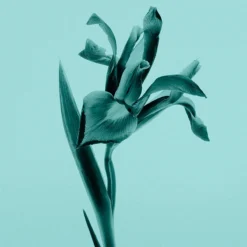 Tiffany & Co. Tiffany & Co. Sheer -Guerlain Soldes tiffany co tiffany co sheer eau de toilette pour femme 3