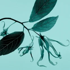 Tiffany & Co. Tiffany & Co. Sheer -Guerlain Soldes tiffany co tiffany co sheer eau de toilette pour femme 4