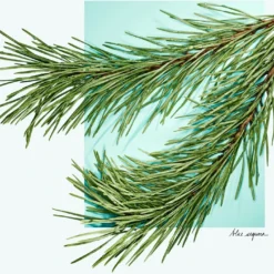 Tiffany & Co. Tiffany & Love -Guerlain Soldes tiffany co tiffany love eau de parfum pour femme 3